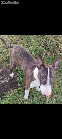 Eladó angol bullterrier