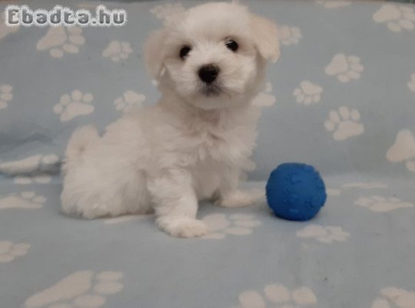 eladó máltai selyemkutya  ( nem maltipoo)