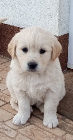 Golden retriever