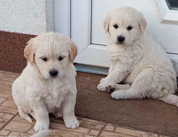 Golden retriever