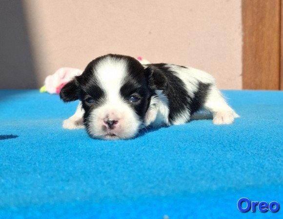 Bichon havanese