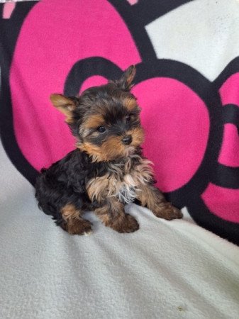 Yorkshire terrier