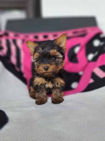 Yorkshire terrier