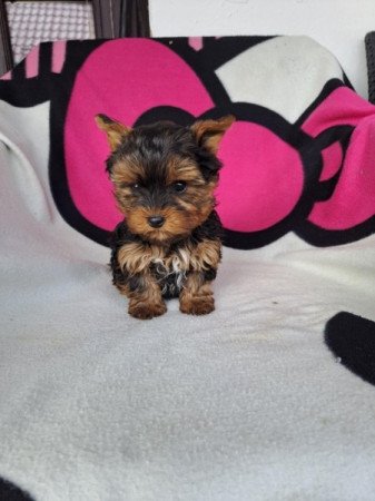 Yorkshire terrier