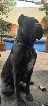 Eladó Cane Corso kan