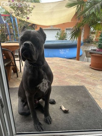 Eladó Cane Corso kan