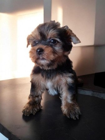 Yorkshire Terrier