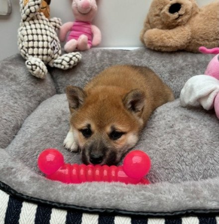 Shiba inu