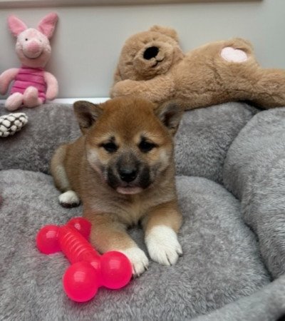 Shiba inu