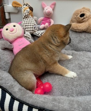 Shiba inu