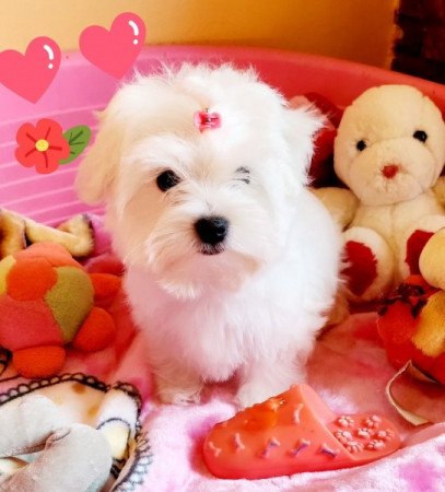 Bichon Havanese