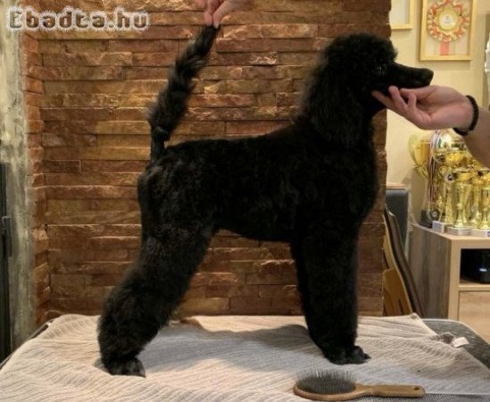 Poodle standard Puppies