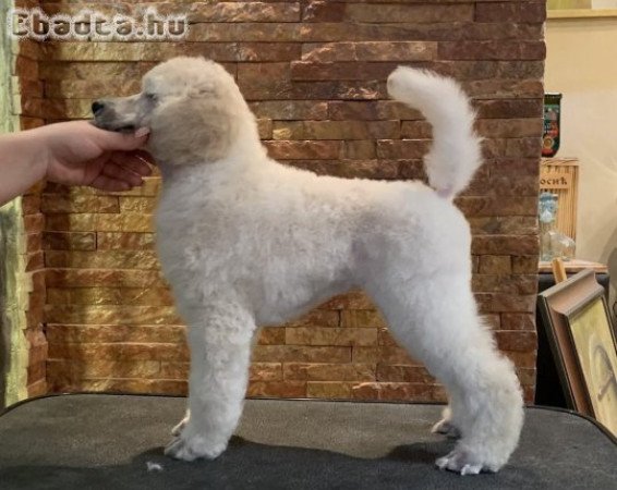 Poodle standard Puppies