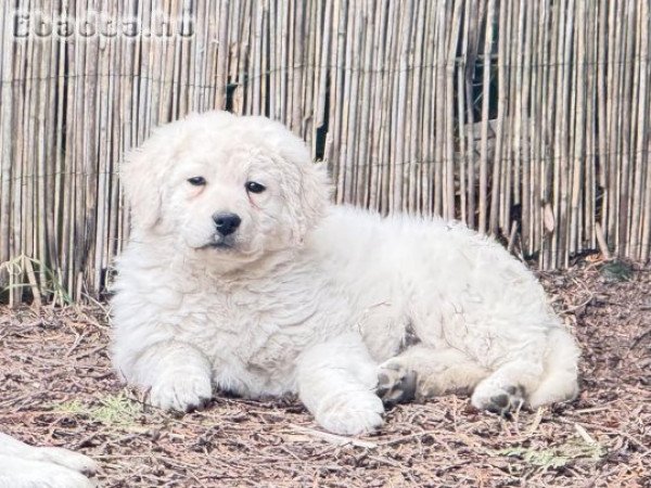 Kuvasz kiskutya eladók