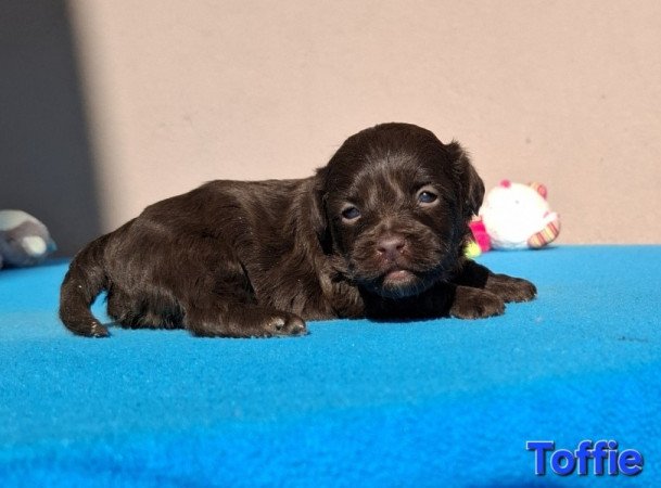 Bichon havanese