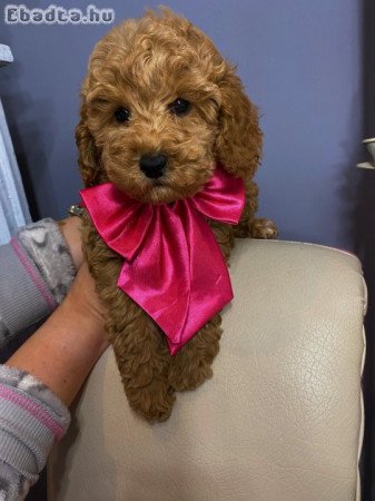 Apricot miniature poodle