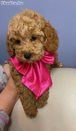 Apricot miniature poodle