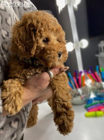 Apricot miniature poodle