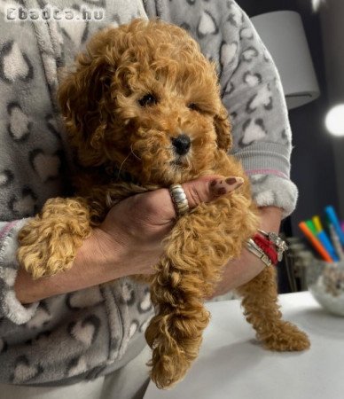 Apricot miniature poodle