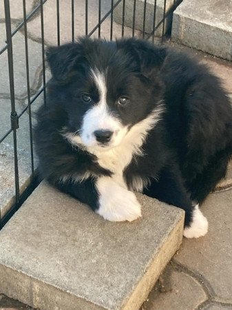 Border Collie