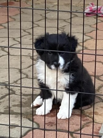 Border Collie