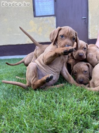 Fajtatiszta jellegű vizsla kutyák