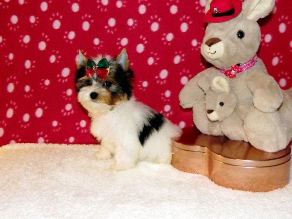 Biewer Yorkshire Terrier Yorki