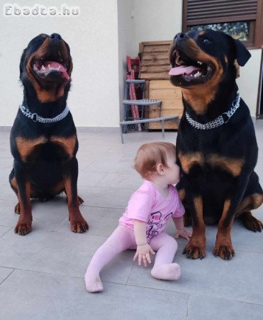 Rottweiler