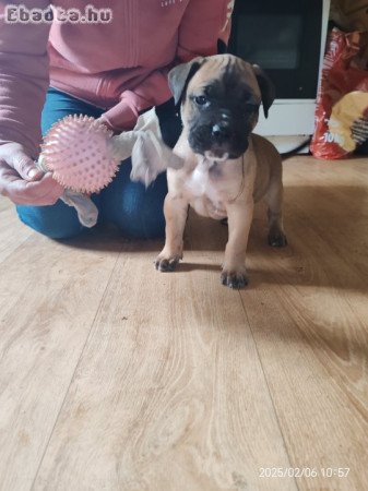 Cane corso kiskutyák költöznének