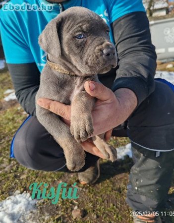 Cane corso kiskutyák költöznének