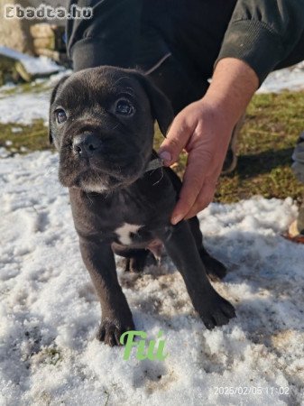 Cane corso kiskutyák költöznének