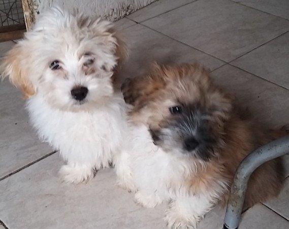 Bichon havanese