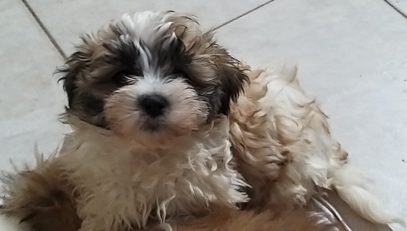 Bichon havanese