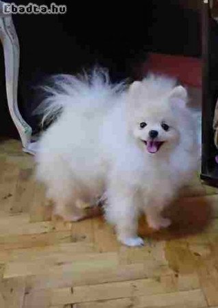 Beautiful Pomeranians from BOO