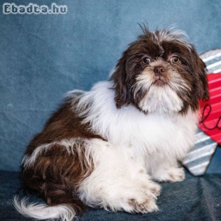 Imádnivaló Shih Tzu kölykök újbóli elhelyezéshez