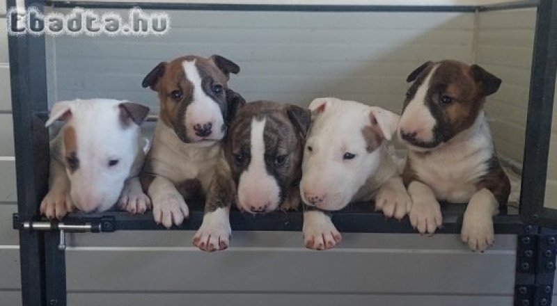 Bull terrier puppies