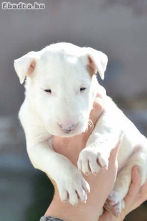 Bull terrier puppies