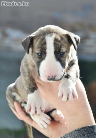 Bull terrier puppies