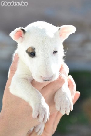 Bull terrier puppies