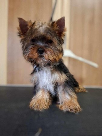 Yorkshire Terrier