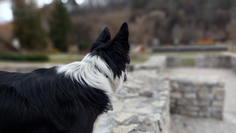 Fajtiszta border collie kiskutyák