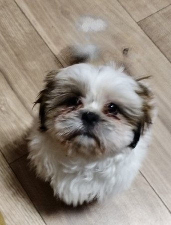 Shih Tzu