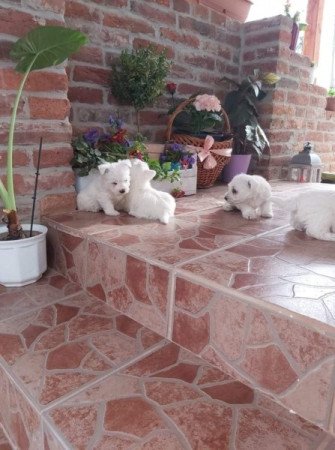 west highland terrier