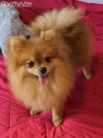 Premium pomeranians of BOO SALE ACTION