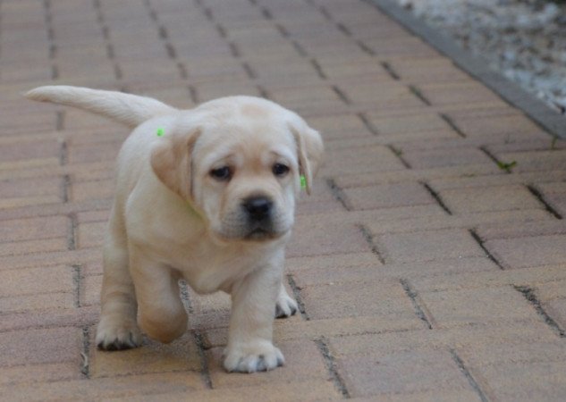 labrador retriever