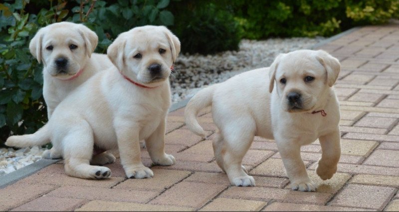 labrador retriever