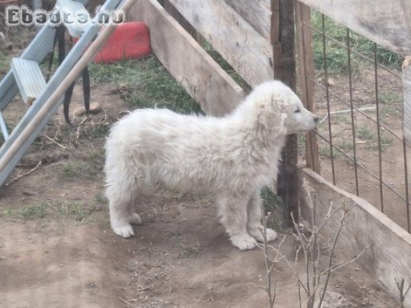 Kuvasz kiskutyák