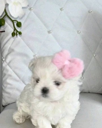 Bishon Havanese