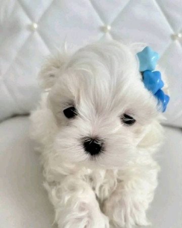 Bishon Havanese