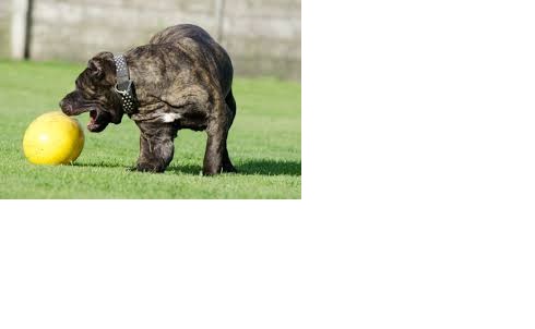 CukiKutya yorki panzió és Schokoladenbaby kennel